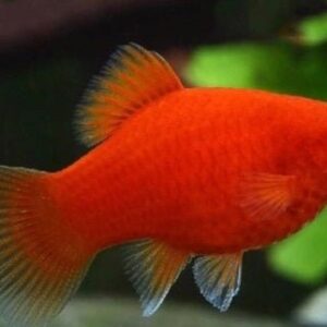 Platy Red