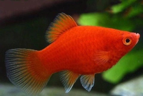 Platy Red