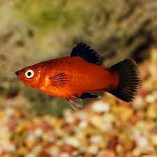 Platy Red Wag Short body