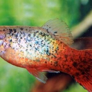 Platy Red White Calico