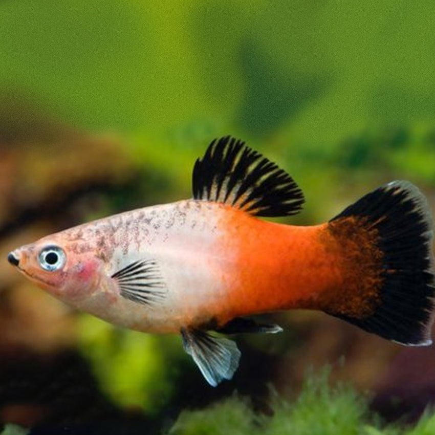 Platy Tricolor