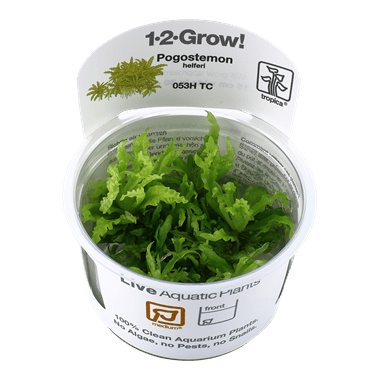 Pogostemon helferi TROPICA 1-2-GROW!