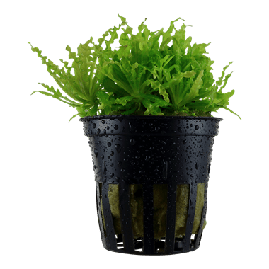 Tropica Pogostemon Helferi in Pot