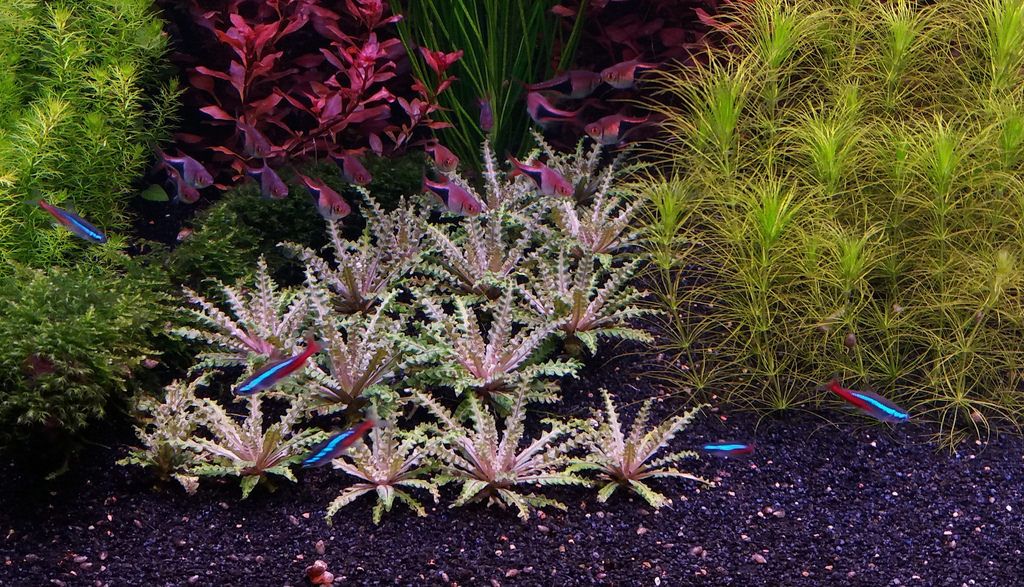 TCulture Pogostemon helferi red (Pot)
