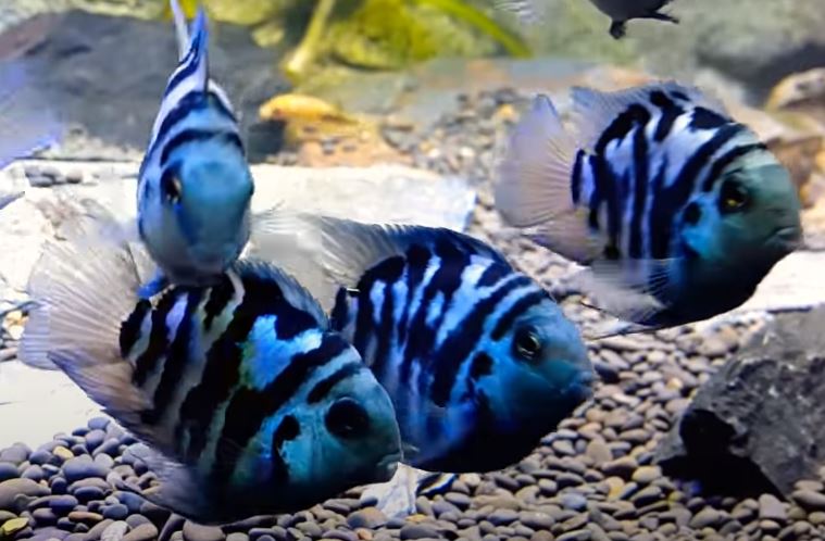 polar blue parrot cichlid (small size)