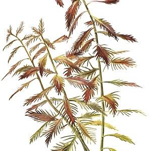 Proserpinaca palustris 'Cuba' TROPICA 1-2-GROW!