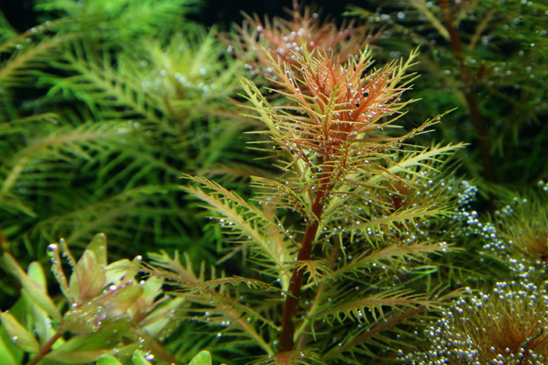 Proserpinaca palustris 'Cuba' TROPICA 1-2-GROW!