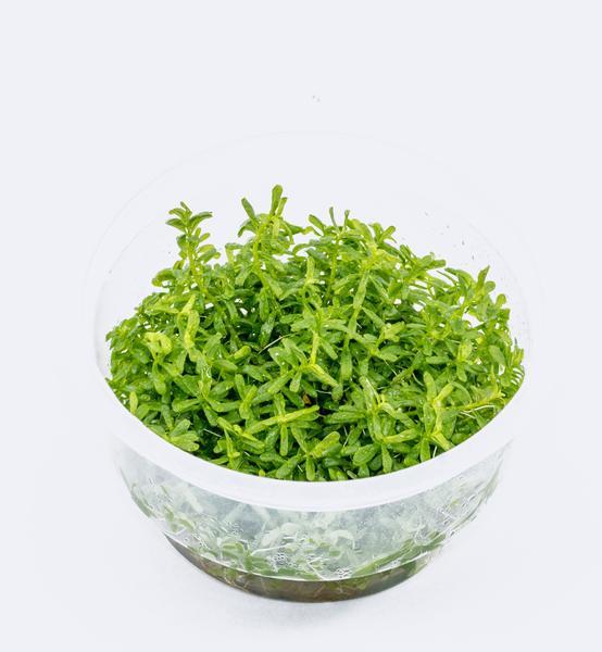 TCulture Rotala rotundifolia 'Green' (TC Cup)
