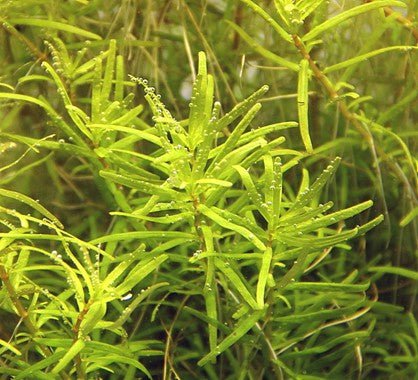 Dennerle Rotala sp. ´Wayanad´ In-Vitro