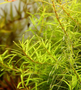 Dennerle Rotala sp. ´Wayanad´ In-Vitro
