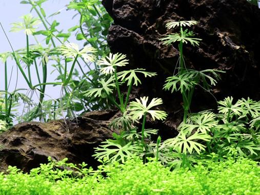 Ranunculus Inundatus TROPICA 1-2-GROW!