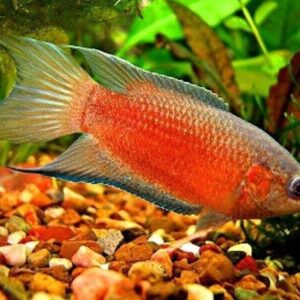 Red paradise fish