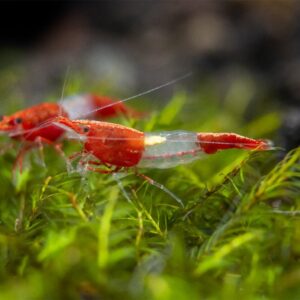 Red Rili Shrimp