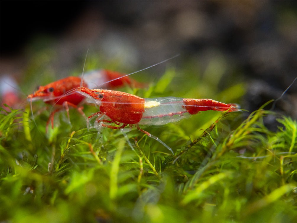 Red Rili Shrimp