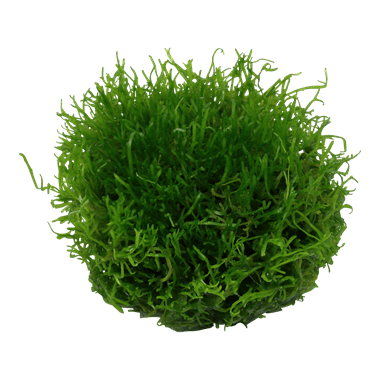 Riccia fluitans TROPICA 1-2-GROW!