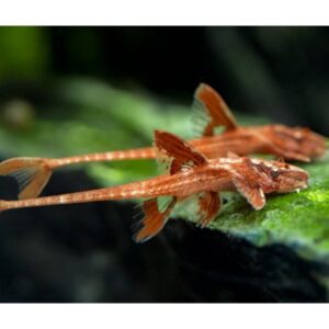 Red Lizard Whiptail