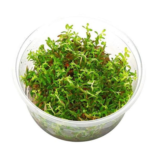 Rotala Florida Sunset (ramosior)(TC Cup)