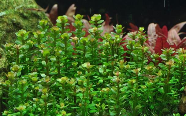 Rotala 'Bonsai' TROPICA 1-2-GROW!