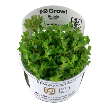 Rotala 'Bonsai' TROPICA 1-2-GROW!