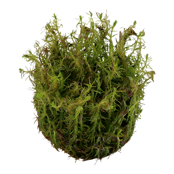 Rotala wallichii TROPICA 1-2-GROW!