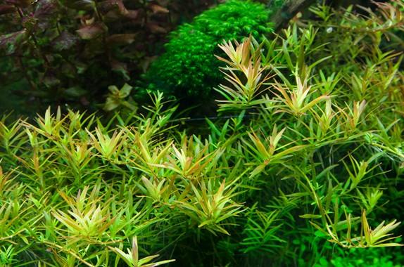 Tropica Rotala 'Vietnam H'ra' 1-2-GROW!