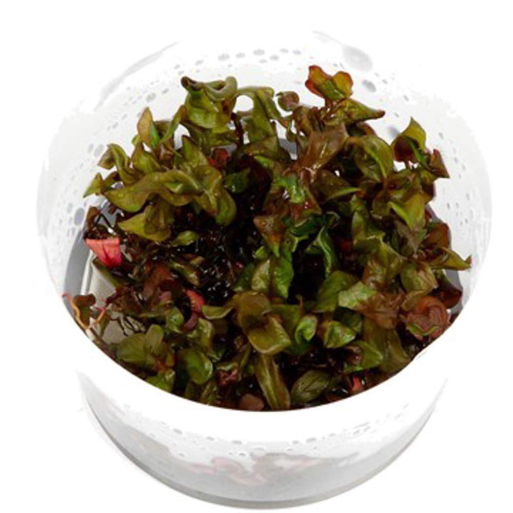 TCulture Rotala Macrandra (Pot/TC Cup)