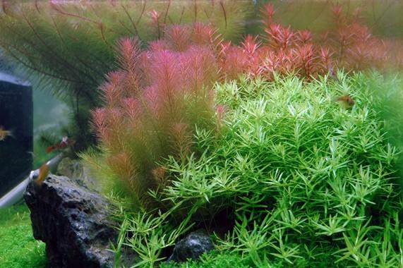 Rotala wallichii TROPICA 1-2-GROW!