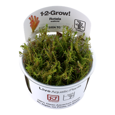 Rotala wallichii TROPICA 1-2-GROW!