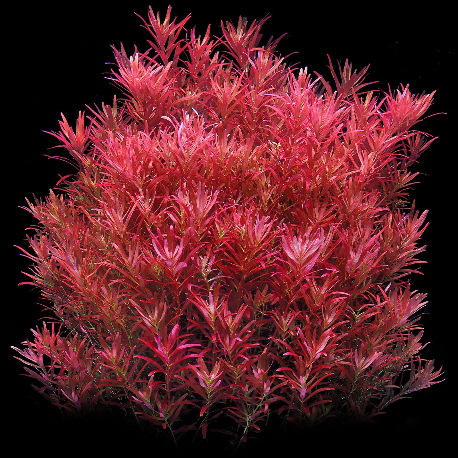 TCulture Rotala Rotundifolia 'Blood Red' (Pot/TC Cup)