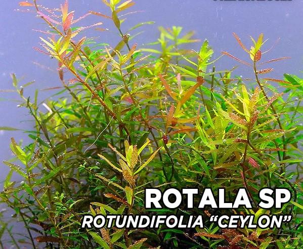 Rotala Ceylon (Pot)