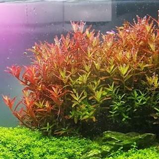 Rotala Fujian (Pot)