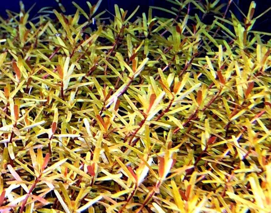 Rotala Manipurensis (Pot)
