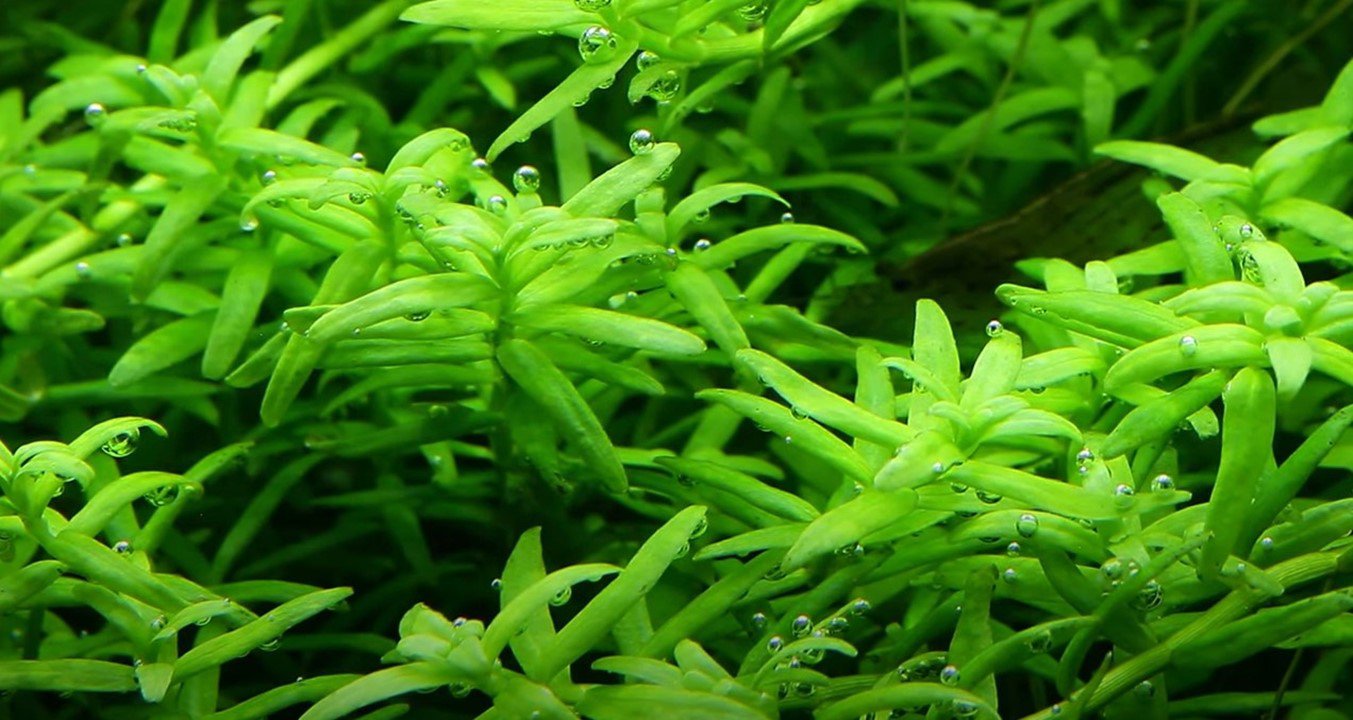 Rotala rotundifolia TROPICA 1-2-GROW!