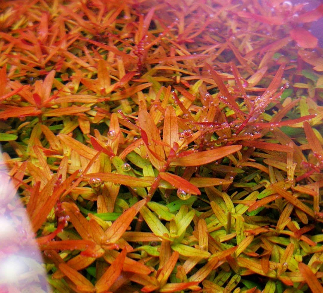TCulture Rotala Rotundifolia Orange Juice (Pot)