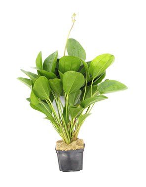 Dennerle Echinodorus 'Small Bear' XXL