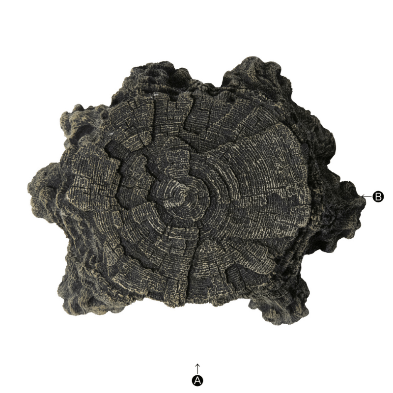 SUDO S-1821/1822 Tunnel Driftwood Stump S/M