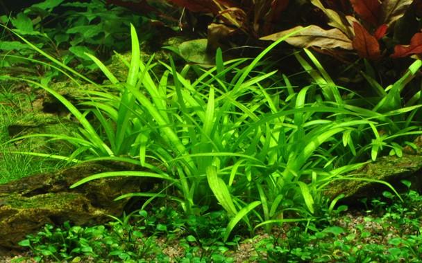 Sagittaria subulata TROPICA 1-2-GROW!