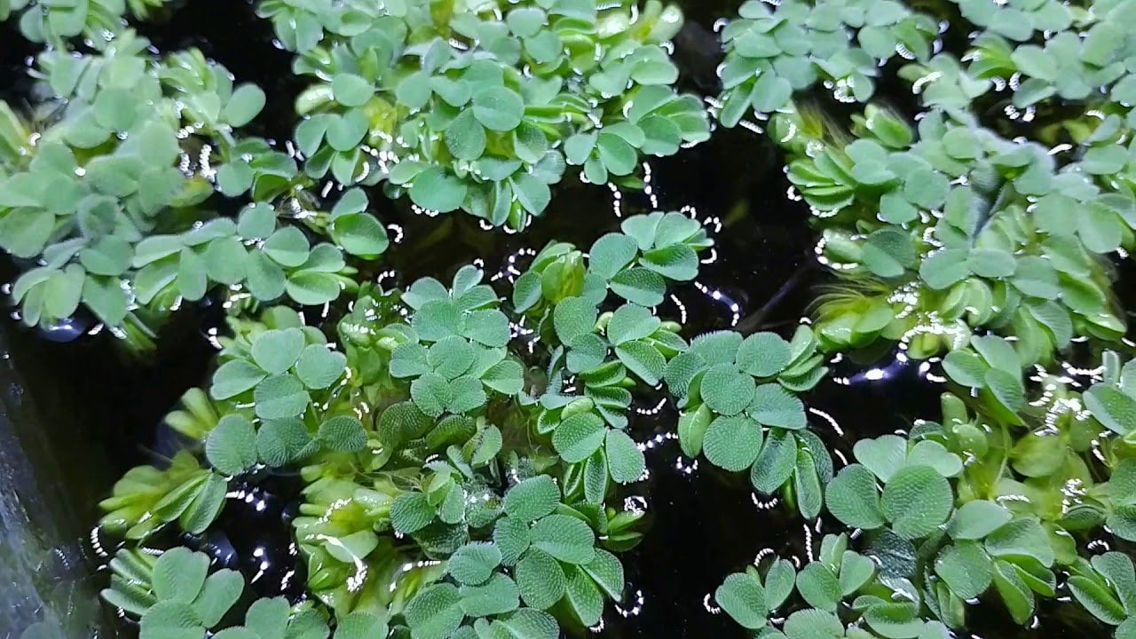 Dennerle Salvinia Auriculata TC