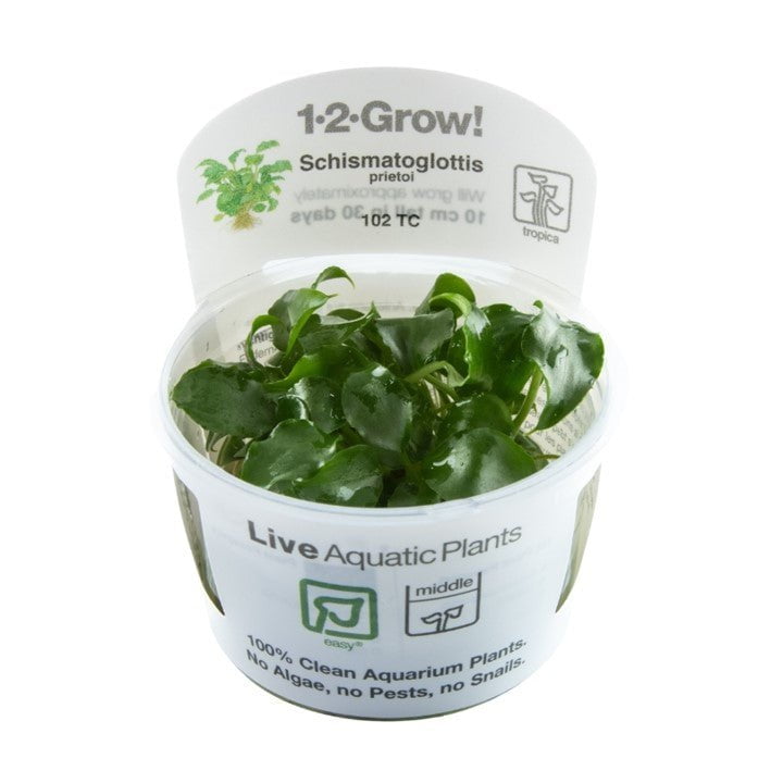Schismatoglottis Prietoi TROPICA 1-2-GROW!