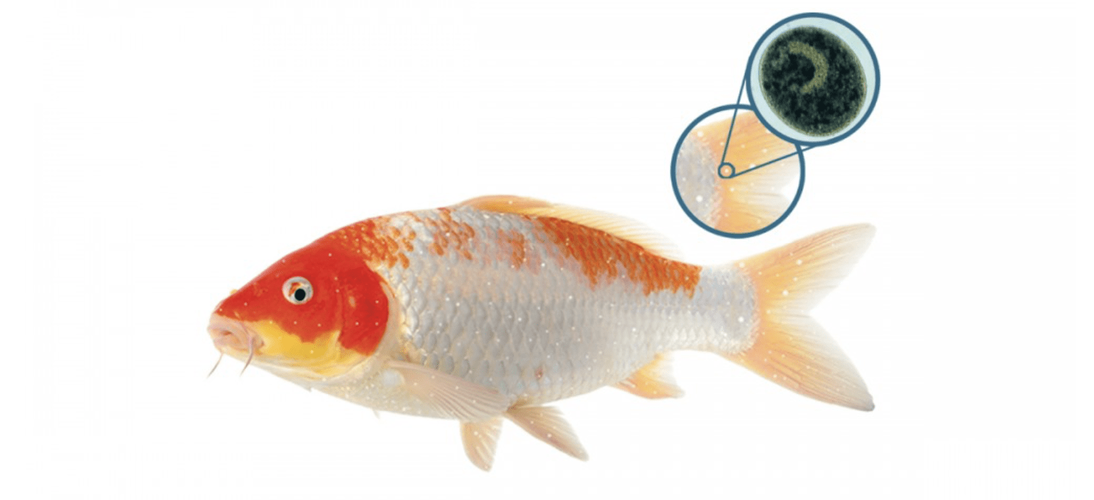 NT LABS Koi Care Malachite Green 500ml (treat skin disease)