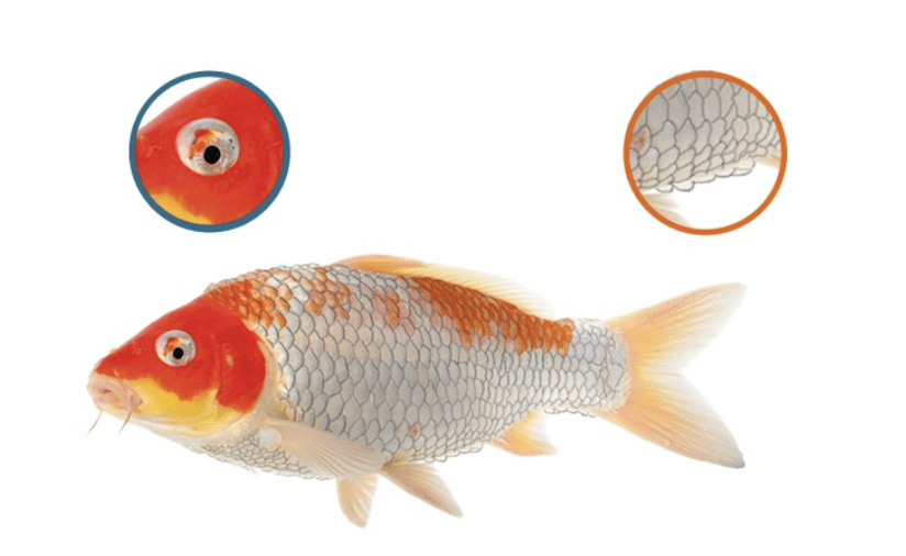 NT LABS Koi Care Chloramine T 250g