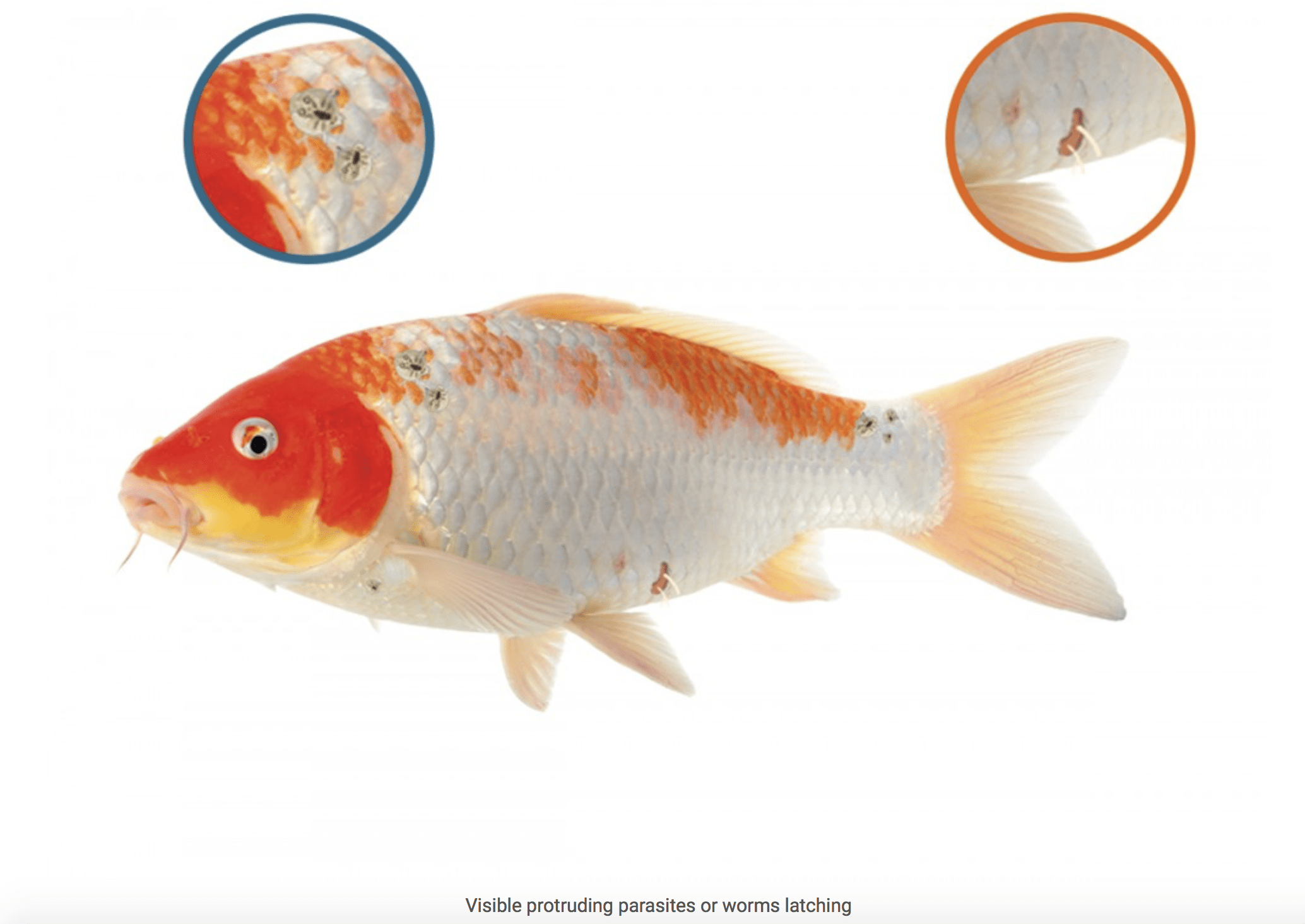 NT LABS Koi Care Argusol 500ml (remove lice)