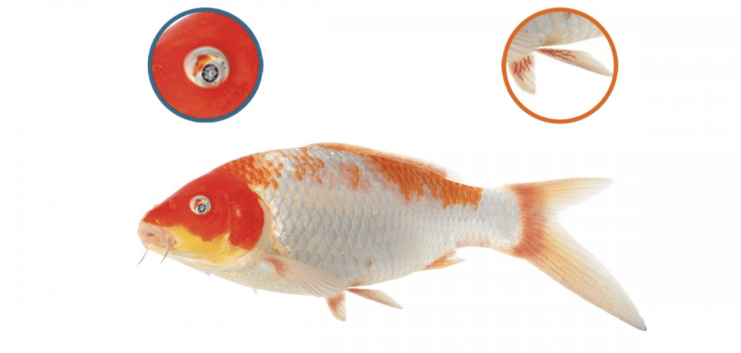 NT LABS Koi Care Acriflavin 500ml /1000ml (treat rots and ulcers)