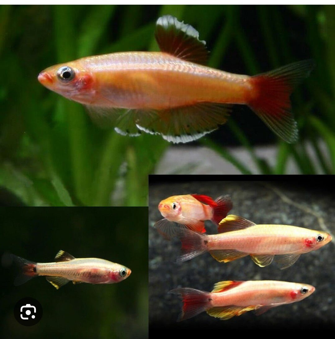 Golden White Cloud Mountain