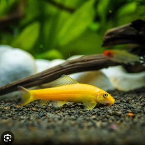 Golden Algae Eater