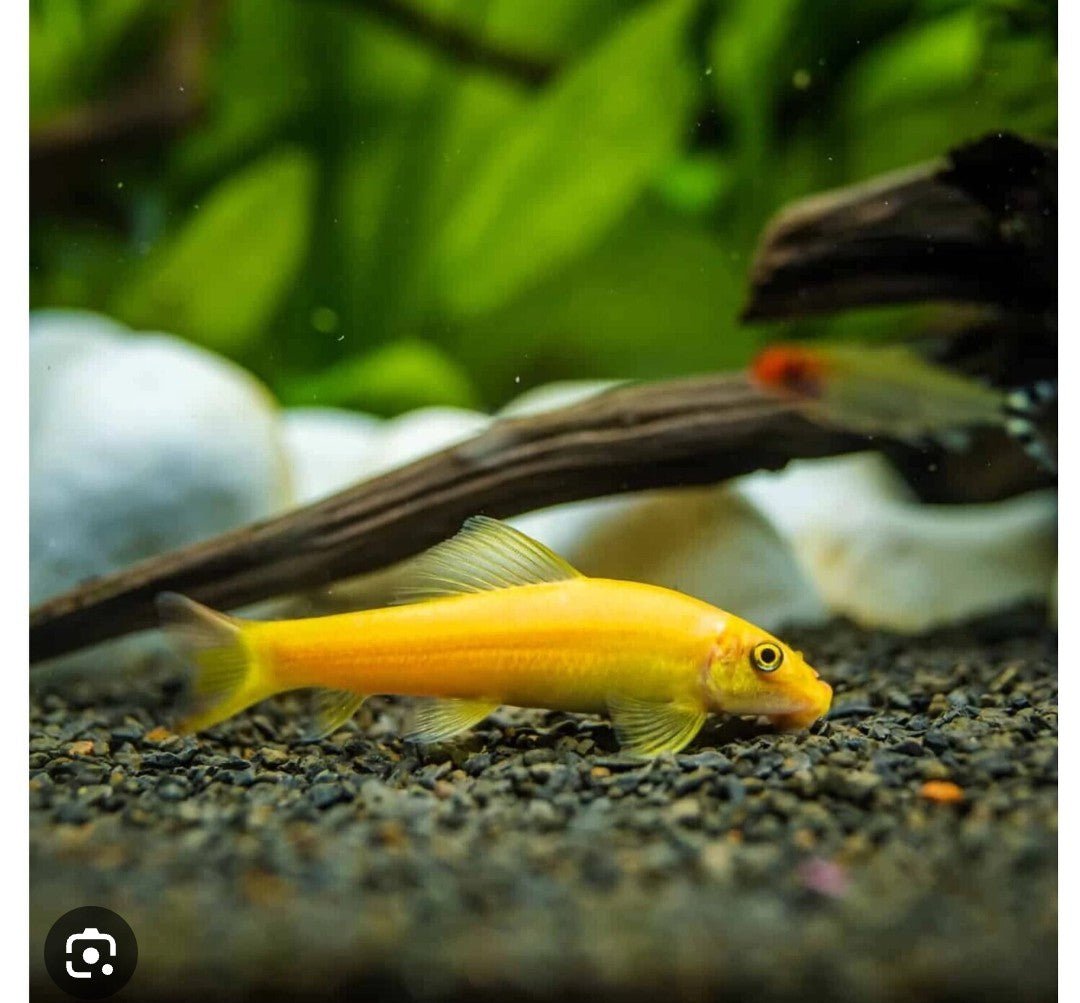 Golden Algae Eater