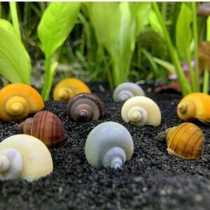Mystery Snail