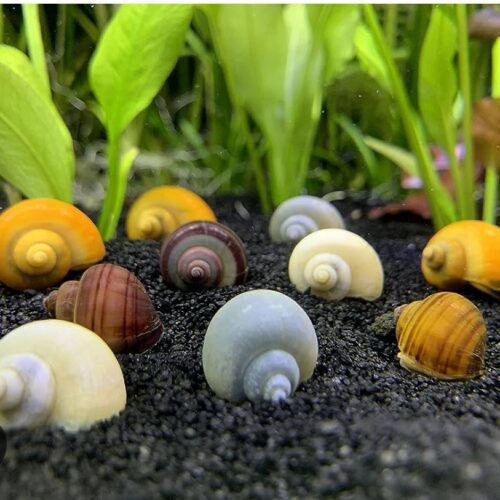 Mystery Snail