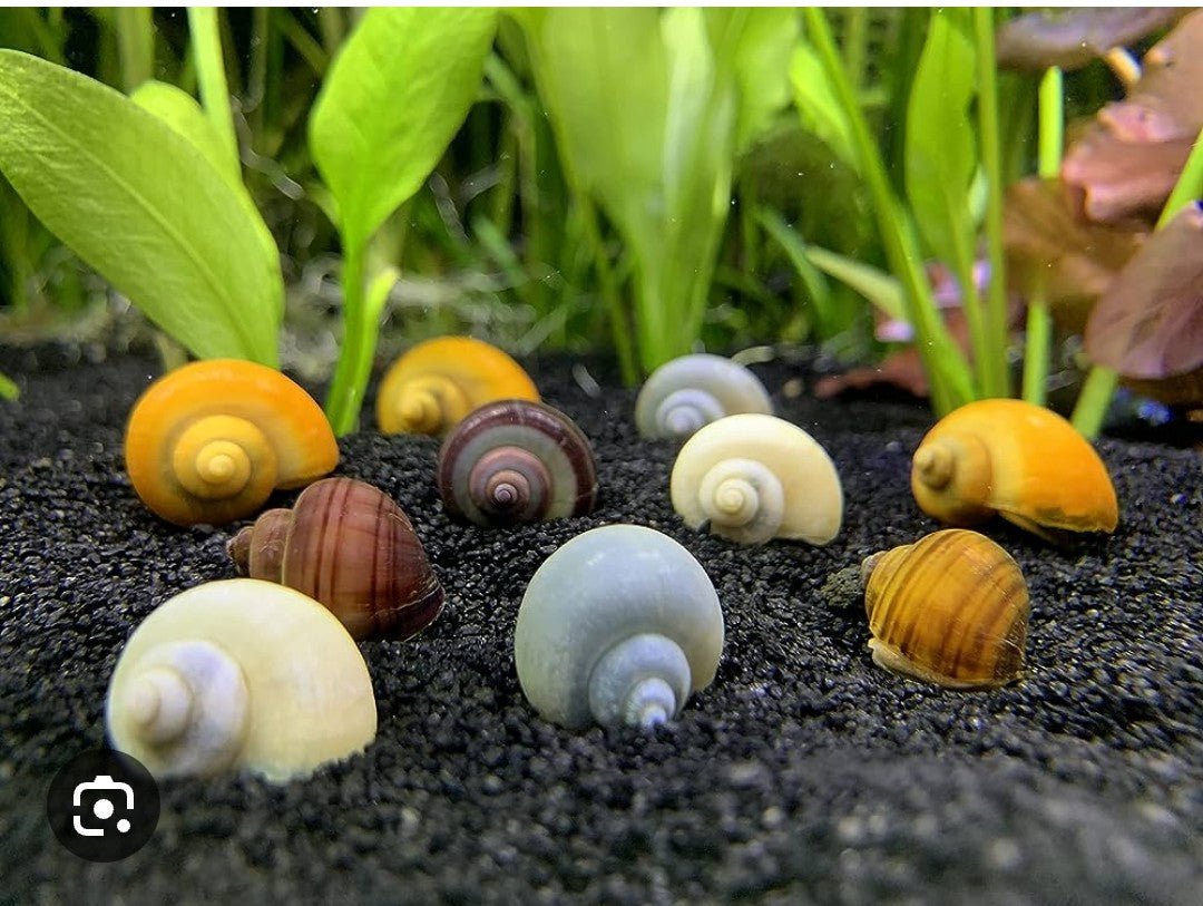 Mystery Snail