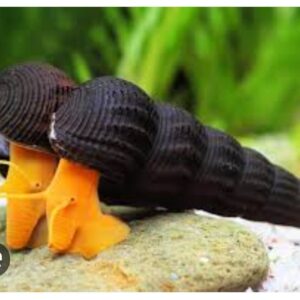 Rabbit Snail